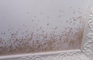 Schimmelbefall an der Decke